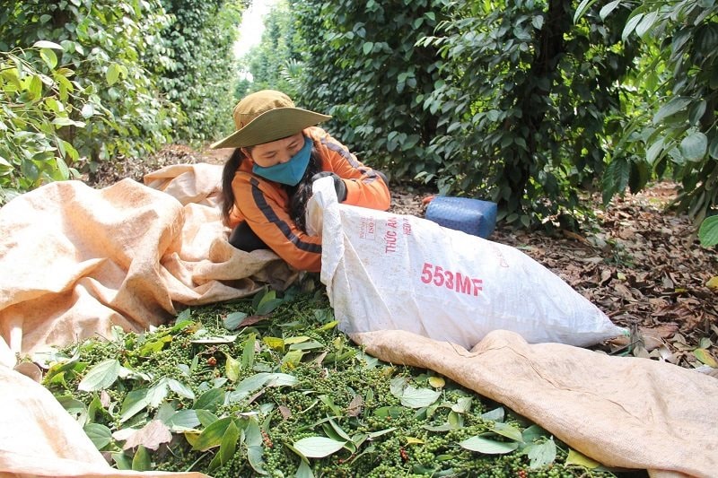 Hồ tiêu tiếp đà giảm giá, thị trường tháng 3 có nhiều yếu tố bất lợi