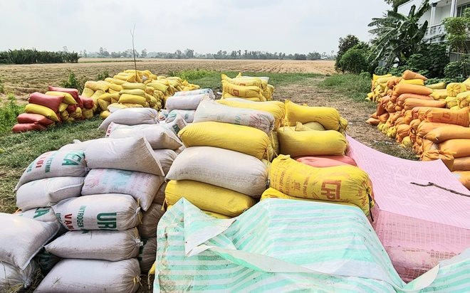 Ngược chiều giá xuất khẩu, lúa gạo nội địa điều chỉnh tăng