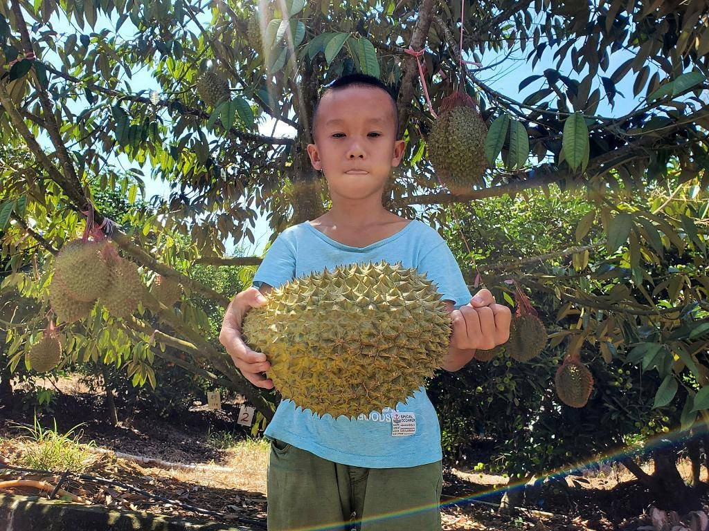 Trung Quốc tự trồng sầu riêng, Thái Lan và Việt Nam bị đe dọa
