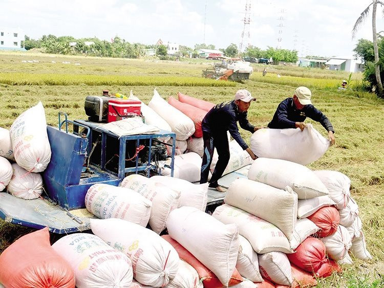 Tin vui cho người nông dân: Vụ thu hoạch lúa Đông Xuân đang vào cao điểm, nguồn cung dồi dào nhưng giá vẫn cao 