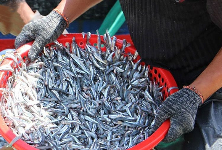 Tín hiệu vui cho mùa khai thác hải sản: Ngư dân trúng đậm hàng tấn cá cơm các loại
