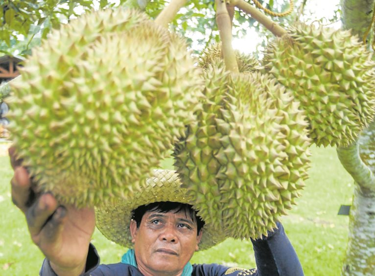 Philippines đặt mục tiêu xuất khẩu 54.000 tấn sầu riêng sang Trung Quốc năm 2023 – bằng bao nhiêu so với Việt Nam?
