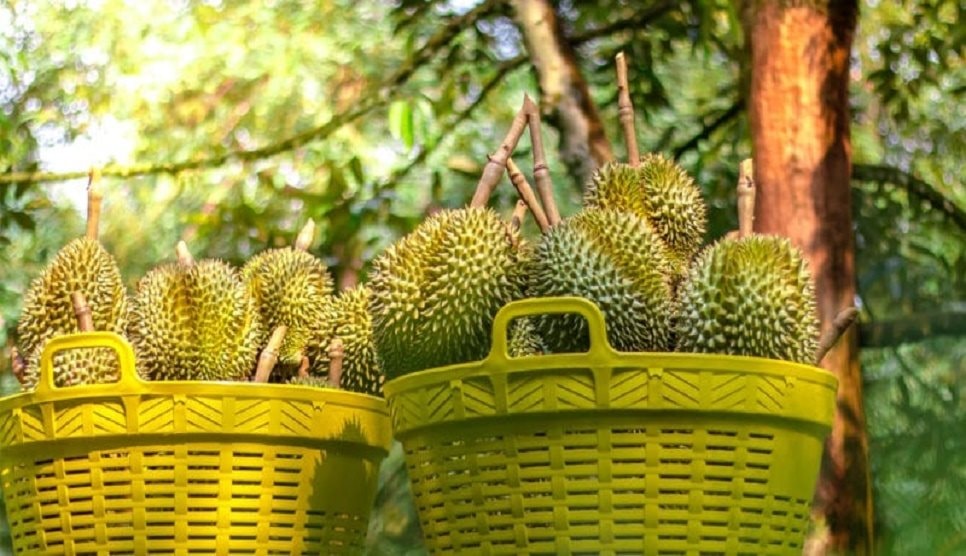 durian.jpg
