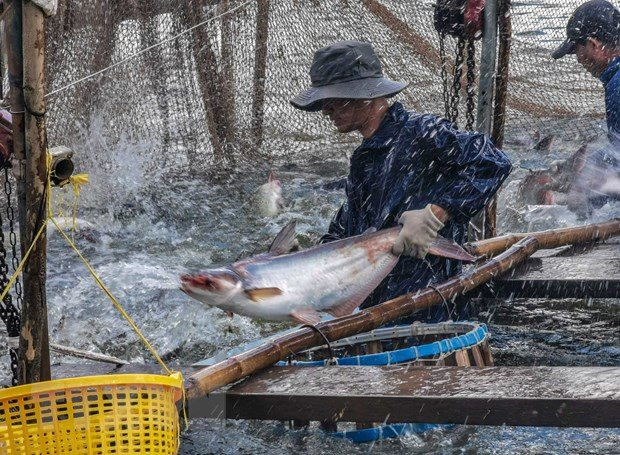 Một loài cá của Việt Nam 'vươn tầm' ở Trung Quốc, chuyên gia kinh ngạc: Điều gì xảy ra với vị thế của Bắc Kinh?