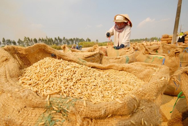 Nguồn cung lúa gạo về nhiều, thị trường giao dịch sôi động