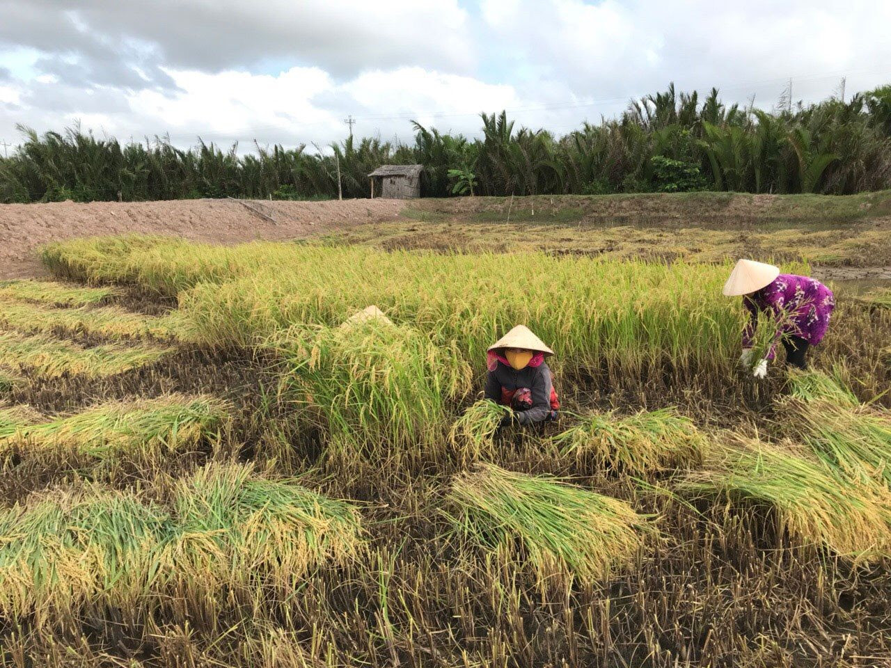 Dự kiến giá gạo xuất khẩu năm nay tăng 10%, khối lượng đạt tối đa 6,5 triệu tấn