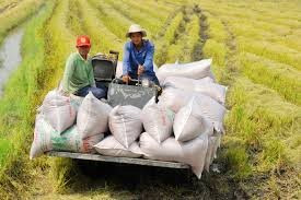 Điều chỉnh quay đầu giảm, giá gạo xuất khẩu Việt Nam đang thấp hơn gạo cùng loại của Thái Lan