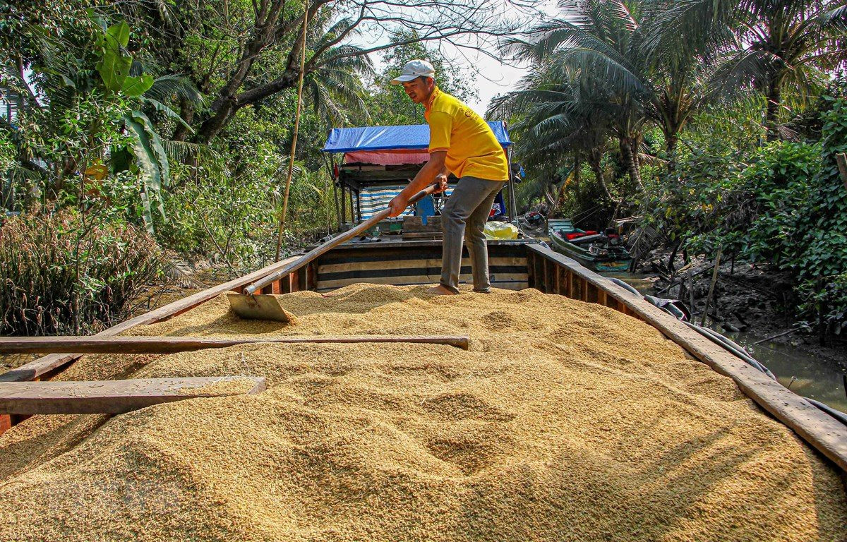 Doanh nghiệp tranh thủ gom hàng tích trữ, giao dịch lúa gạo sôi động