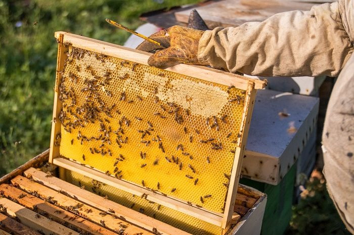Mật ong giả pha đường, chất tạo màu của Trung Quốc khiến thị trường khu vực này chao đảo, giá giảm mạnh làm người nuôi ong điêu đứng