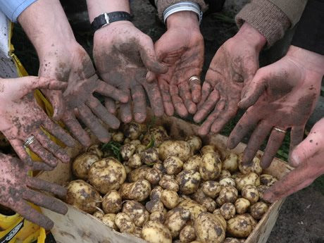 noirmoutier-potato.jpg