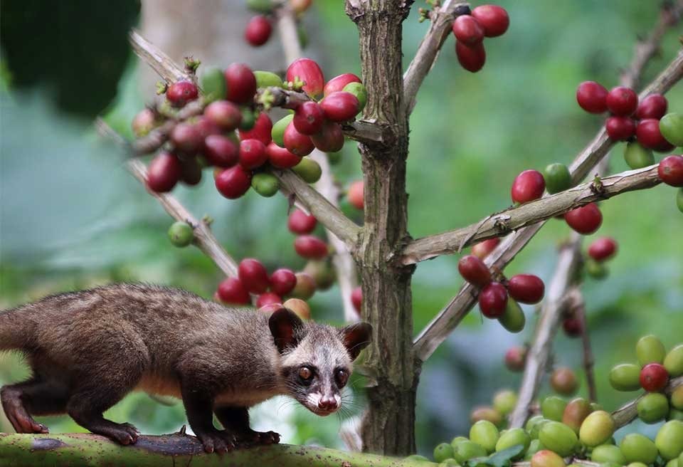 luwak-coffee.jpg