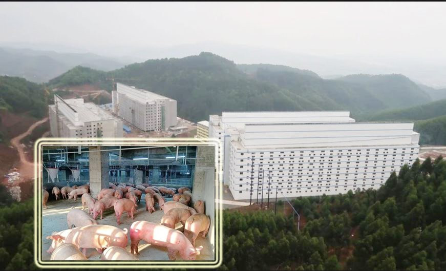 Đề xuất xây nhà cao tầng để nuôi lợn của Xuân Thiện Group và những câu hỏi về việc liệu có “lợi bất cập hại”
