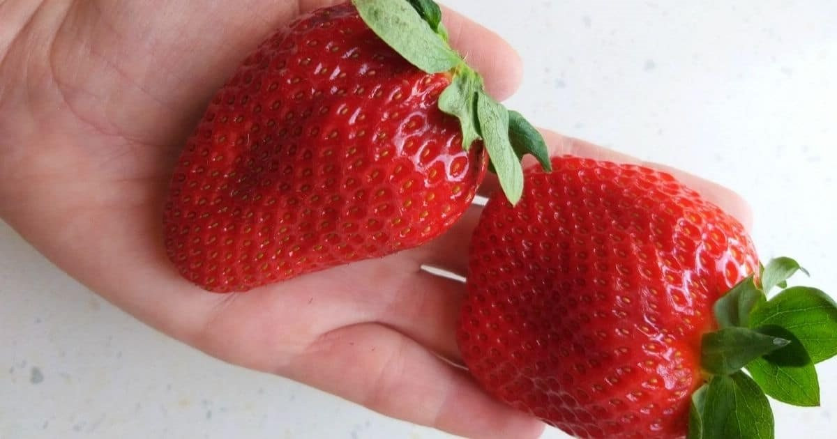 japanese-strawberry.jpg