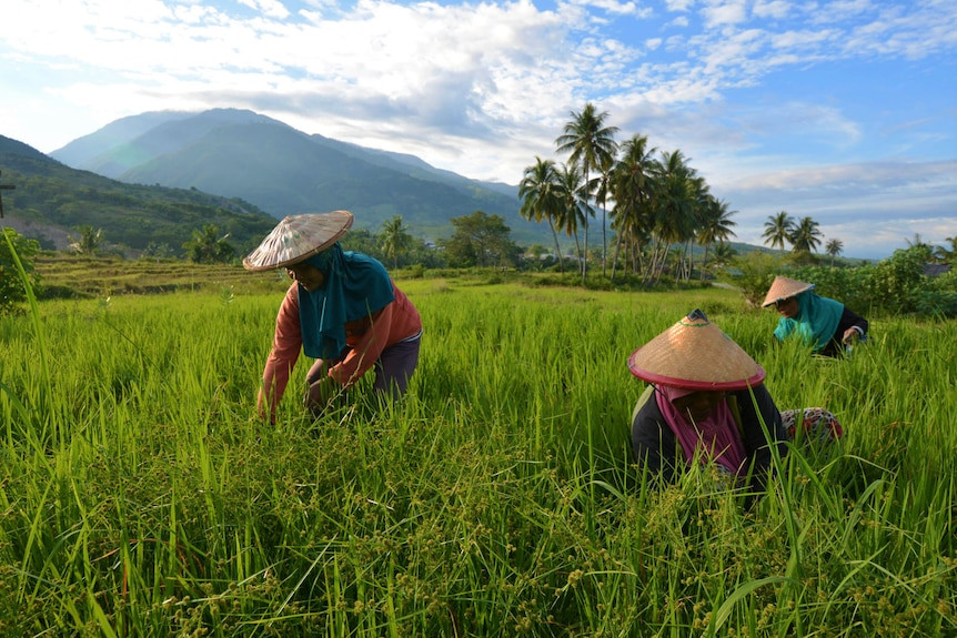 Sản lượng top 3 thế giới vẫn nhập khẩu hàng triệu tấn gạo khiến nông dân hoang mang, quốc gia này đang toan tính điều gì? 202306271253092