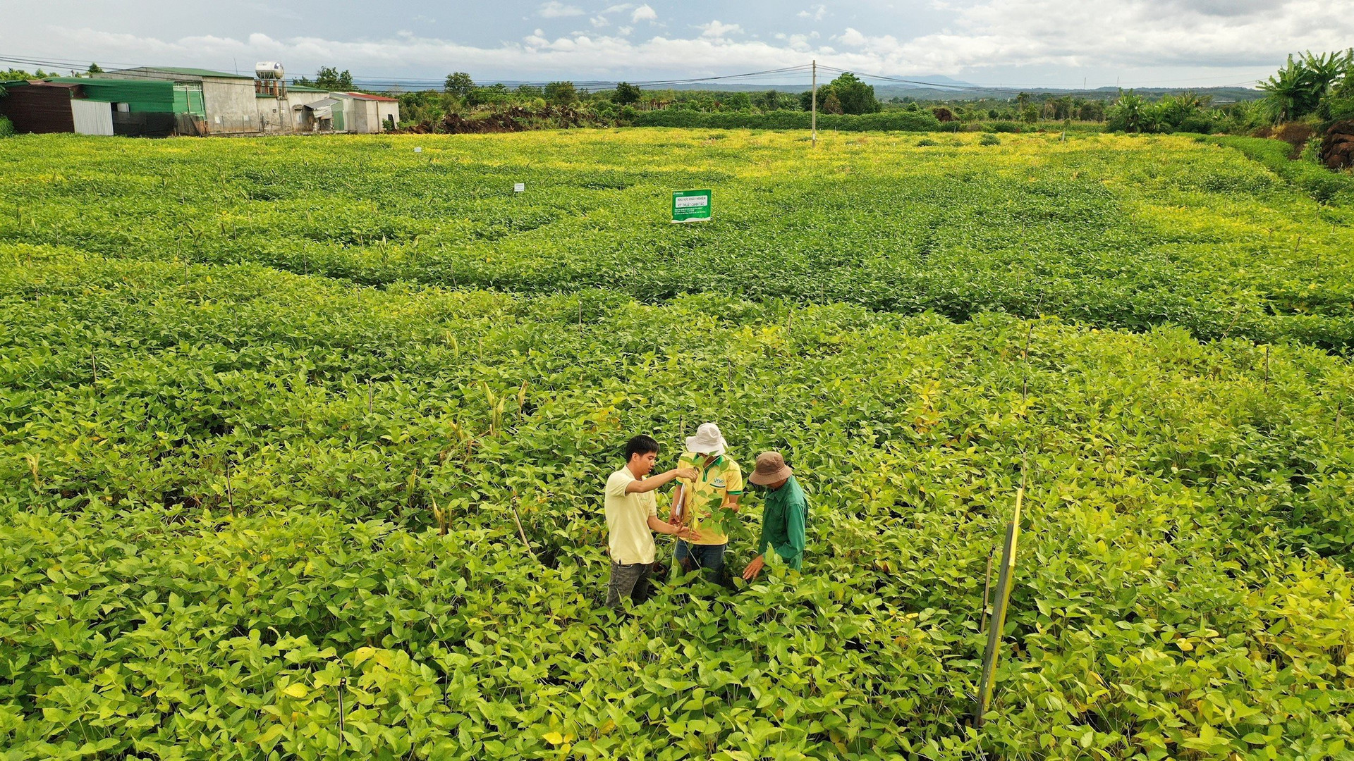 Sự mai một đáng tiếc của cây đậu nành tại Việt Nam và cuộc chinh phục lại "cô gái đỏng đảnh" suốt 2 thập kỷ của Vinasoy