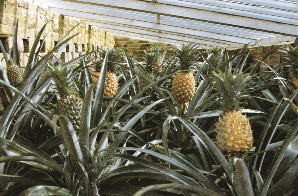 pineapples_original.jpg