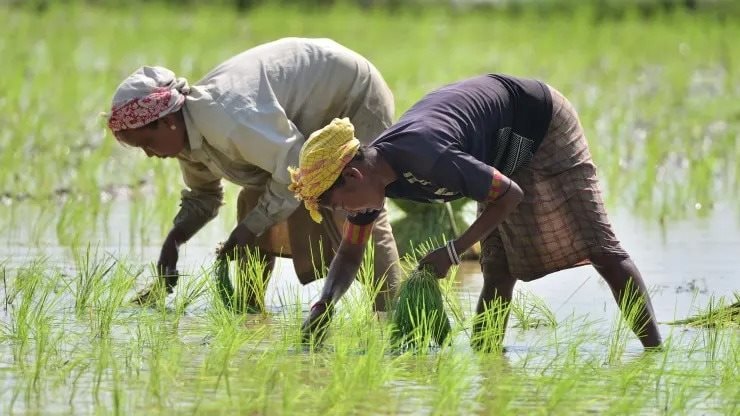 Giá gạo tăng phi mã, chính phủ Thái Lan bất ngờ yêu cầu nông dân hạn chế trồng lúa vì lý do này