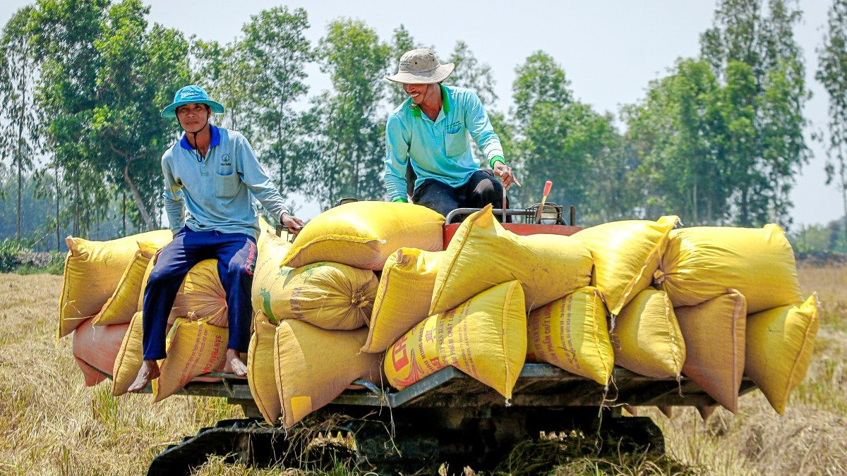 Nhiều nước cấm xuất khẩu, Việt Nam thu hàng tỷ USD từ gạo liệu có nên ‘thừa thắng xông lên’?