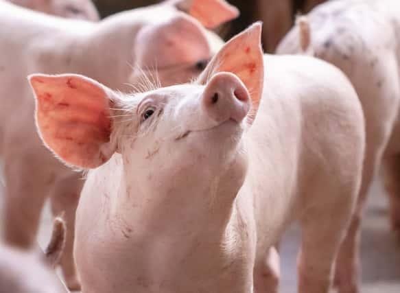 Cổ phiếu doanh nghiệp chăn nuôi heo đồng loạt bứt phá mạnh, có mã tăng gần 90% sau 4 tháng