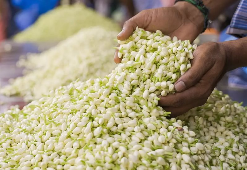 Loài hoa phổ biến ở Việt Nam, sang nước ngoài là ngọc trắng, bán hơn 500 nghìn/kg, tinh chất có giá 100 triệu đồng/lít: Bí quyết nằm ở quy trình sản xuất đặc biệt - Ảnh 1.