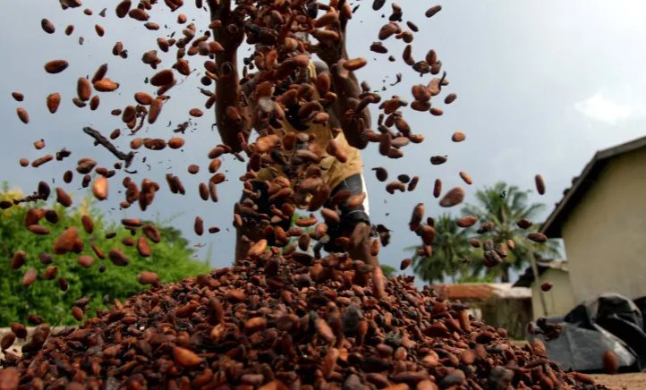 Một loại nông sản phá kỷ lục về giá trong vòng 46 năm trên thế giới, Việt Nam nắm giữ sản lượng hơn 4.500 tấn/năm