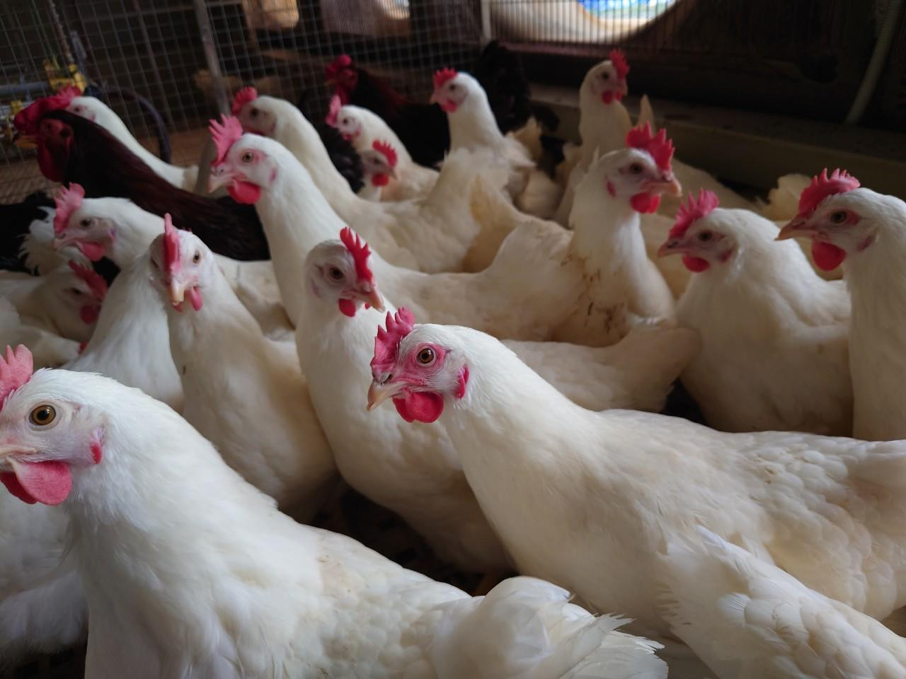 Tỷ phú Trần Đình Long bán thêm giống gà đẻ trứng hồng nhập khẩu trực tiếp từ Mỹ