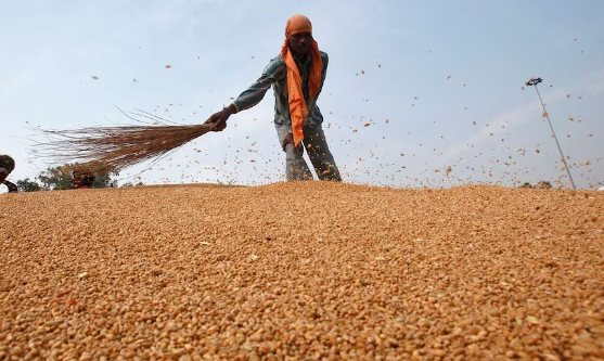 Một loại nông sản của Canada đang đổ bộ vào Việt Nam với giá rẻ kỷ lục, nhập khẩu tăng hơn 3.000% trong 7 tháng đầu năm
