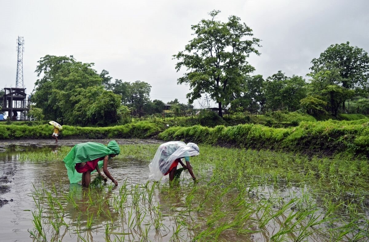 Ấn Độ lại sắp 'sát muối' vào thị trường gạo, thế giới 'nín thở' chờ đợi 