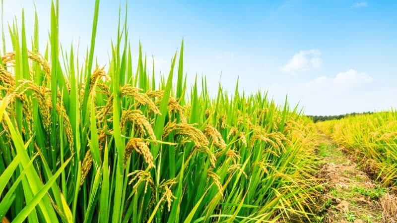 Từ gạo đến mía, cà phê, dầu cọ..., sản lượng cây trồng ở châu Á dự báo giảm do El Nino mạnh lên