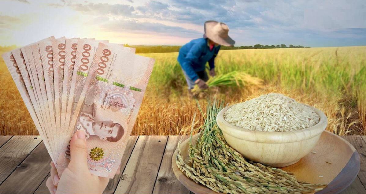 Thị trường gạo Thái Lan hỗn loạn do lệnh cấm xuất khẩu của Ấn Độ