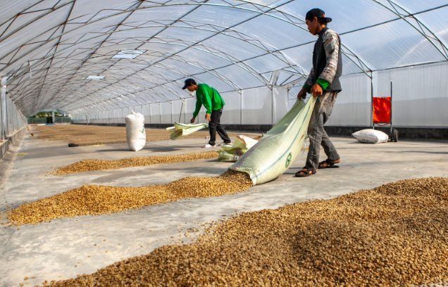 Bất chấp giá đắt đỏ, hạt cà phê Việt cực kỳ được ưa chuộng tại một quốc gia châu Phi - nhập khẩu trong 8 tháng đã vượt cả năm 2023