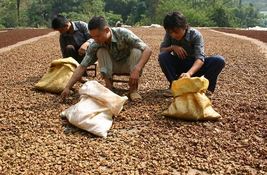 Việt Nam sở hữu "viên ngọc quý hiếm" được cả Mỹ, Trung Quốc và Ấn Độ săn lùng: Xuất khẩu tăng hơn 100% trong tháng 8, Việt Nam đứng thứ 2 thế giới về sản lượng