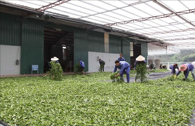 Một sản phẩm đậm chất Việt được quốc gia Trung Đông này cực kỳ mê mẩn: xuất khẩu tăng hơn 100%, Việt Nam đứng thứ 5 thế giới về diện tích trồng 