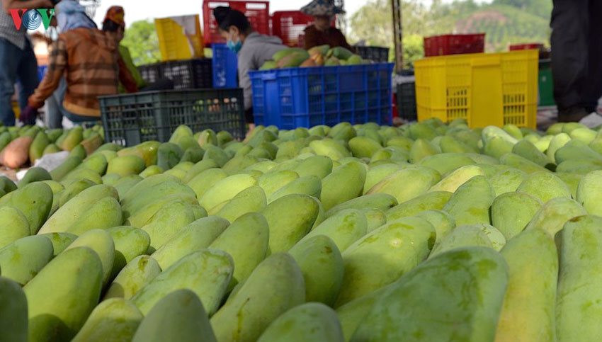 Một loại quả Việt Nam đang được người Hàn Quốc cực kỳ mê mẩn, xuất khẩu tăng trong 9 tháng đầu năm 'bỏ túi' hơn 170 tỷ đồng