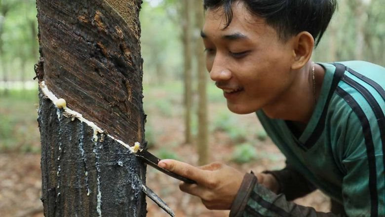 a_worker_collects_sap_from_rubber_trees_in_chamkar_leu_district_of_kampong_cham_province_in_february._hong_menea.jpg
