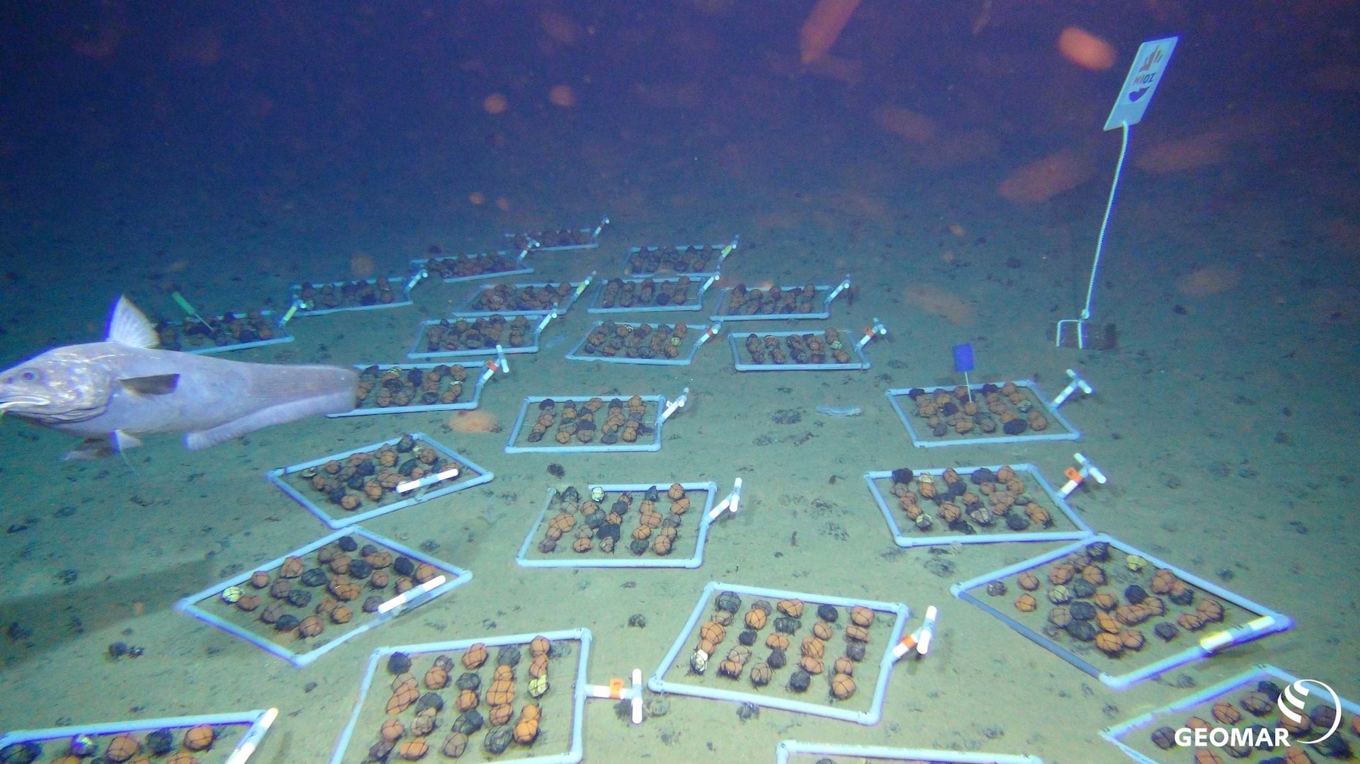 imrs-2-.jpg
