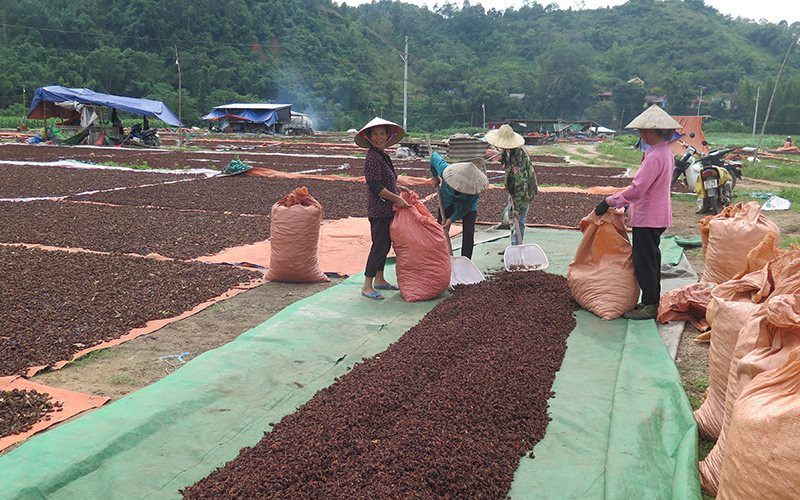 Lạng Sơn: Sức bật từ xây dựng chuỗi giá trị sản xuất tiêu thụ lĩnh vực lâm nghiệp