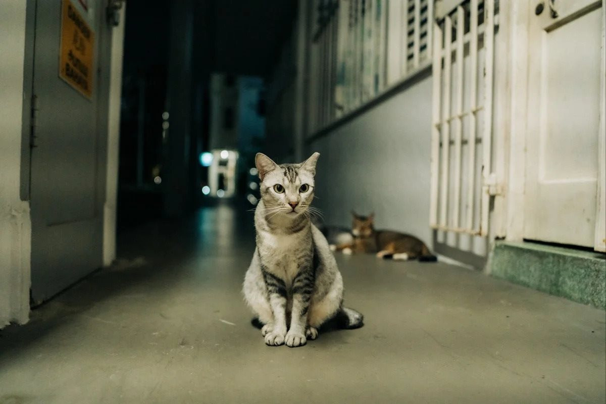 Singapore bãi bỏ quy định tồn tại suốt gần 40 năm: Mèo sắp được phép sống ở chung cư