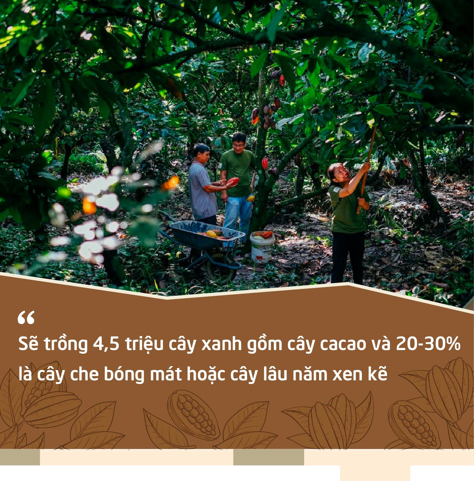 cacao-quote-2-03.jpg