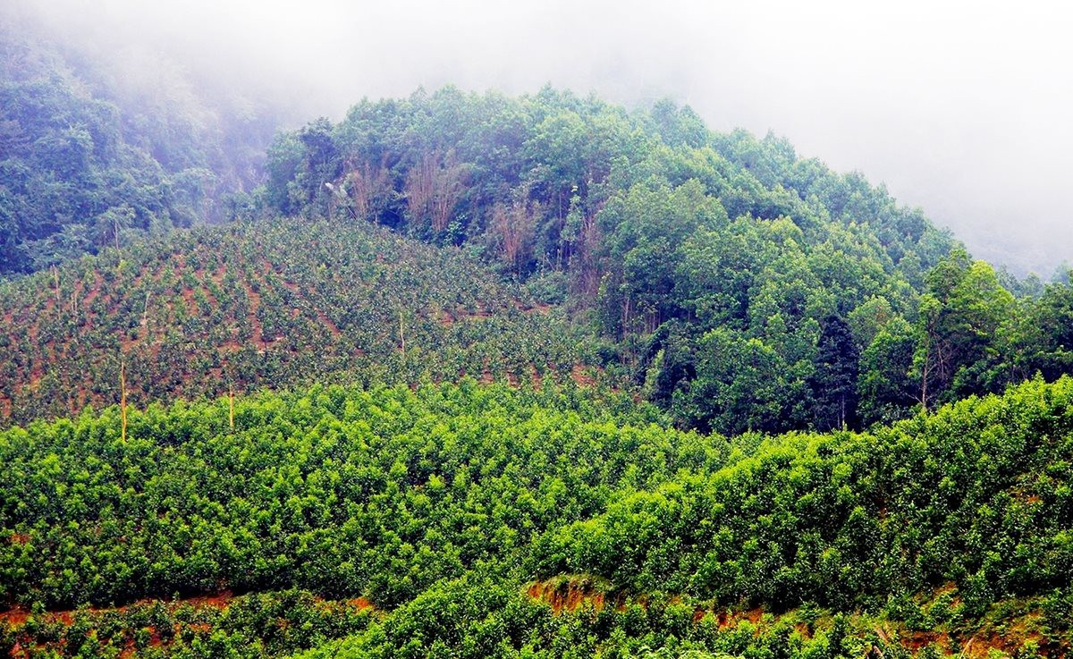 Bộ NN&PTNT ban hành phương pháp định khung giá rừng mới