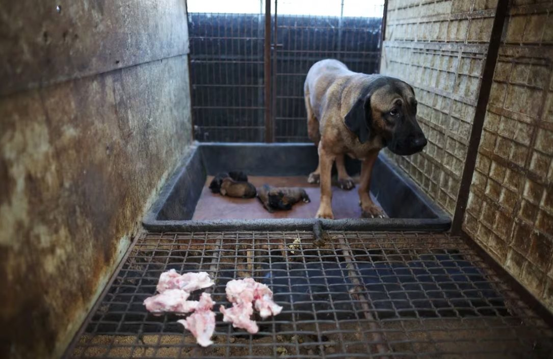 Hàn Quốc chính thức cấm thịt chó, người vi phạm có thể ngồi tù hoặc lĩnh án phạt gần 600 triệu đồng