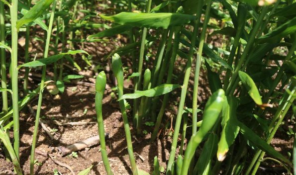 'Kho báu' nghìn tỷ dưới lòng đất của Việt Nam: Hiếm có khó tìm trên thế giới, bao nhiêu Trung Quốc cũng mua - nhập khẩu tăng 400%