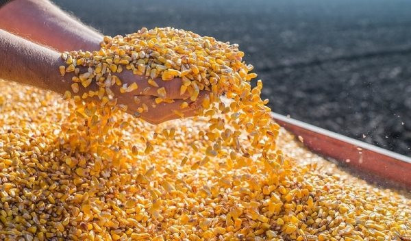 Không thiếu đất trồng, một loại hạt vẫn liên tục tràn vào Việt Nam với giá siêu rẻ: Brazil là tay buôn lớn nhất, nước ta nhập khẩu top đầu thế giới