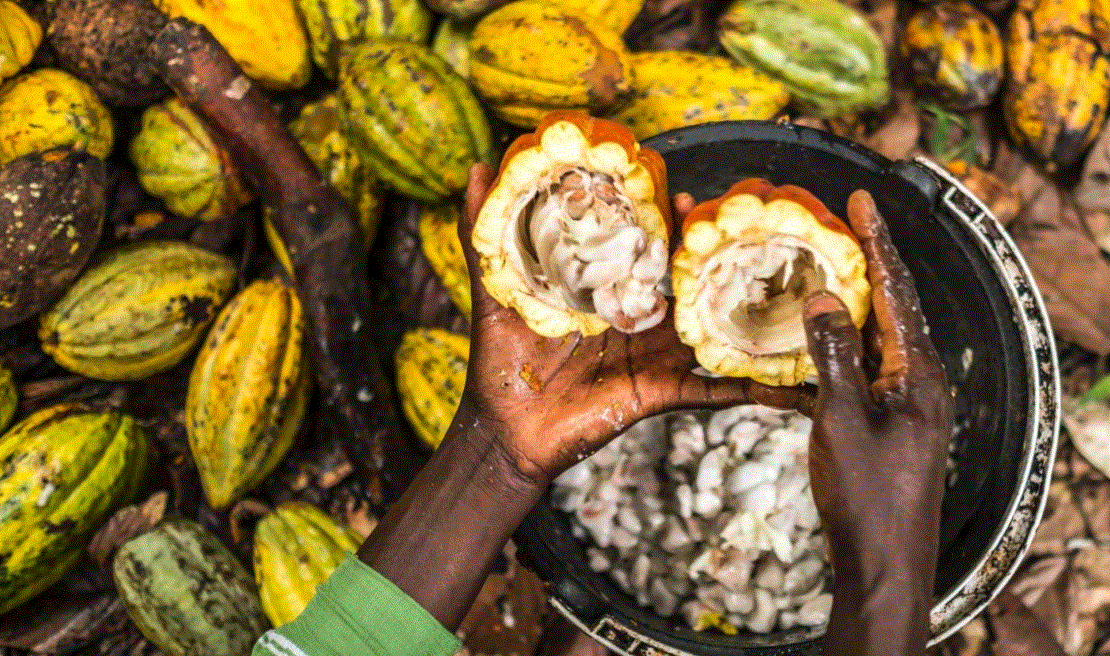 Ngành chocolate bên bờ khủng hoảng khi giá cacao tăng gấp đôi từ đầu năm