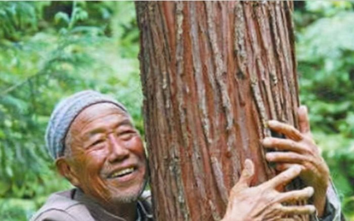 Lão nông phát hiện 3 cây gỗ quý hơn 1.000 năm tuổi trong vườn nhà, thương gia ra giá hơn 900 tỷ đồng mua trọn nhưng bị chuyên gia ngăn lại: "Tuyệt đối đừng bán"