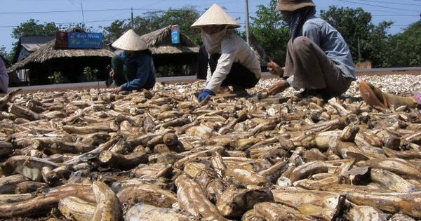 'Vựa lúa dưới lòng đất' của Việt Nam được Malaysia đổ tiền thu mua hàng nghìn tấn: xuất khẩu tăng 3 chữ số, Trung Quốc rốt ráo săn lùng