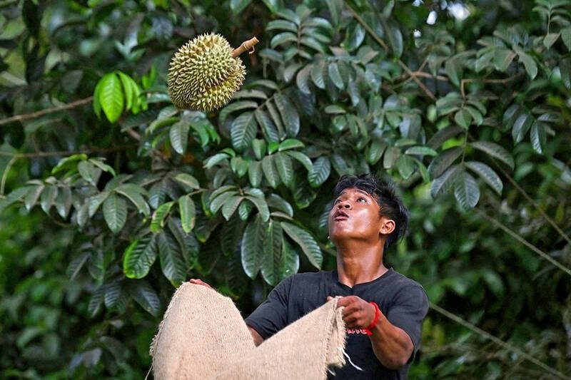 Hạn hán, nắng nóng 40 độ 'tấn công' các vườn sầu riêng Thái Lan - nông dân lo sợ 'tương lai của sầu riêng sẽ kết thúc'