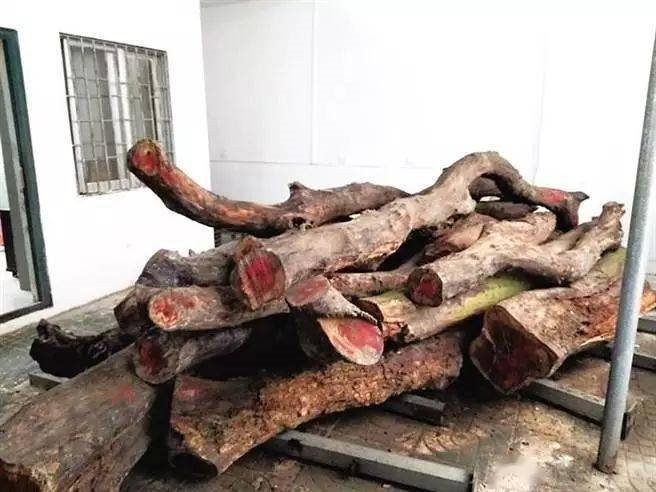 Hai cây gỗ được bán với giá 50 tỷ đồng: Nhiều người bàng hoàng, tiếc nuối khi từng dùng báu vật để... nhóm lò