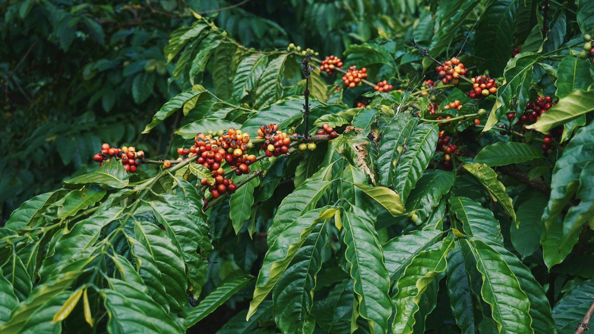 Xuất khẩu cà phê lớn thứ hai và sản xuất cà phê Robusta hàng đầu thế giới, ngành cà phê Việt đang phải chống chọi với những áp lực gì?