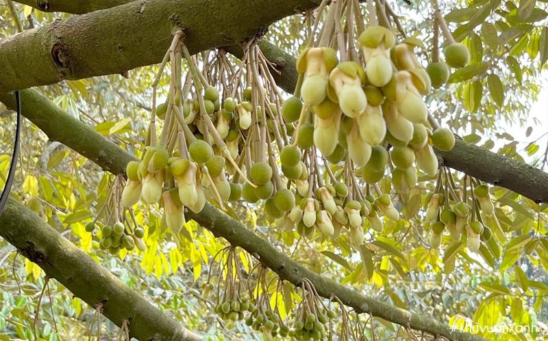 Chưa từng có: Loại quả "vua của các loại vua" bất ngờ xuống giá, rẻ hơn cả hàng bình dân